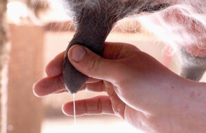 Ποιοί είναι οι κίνδυνοι από το απαστερίωτο γάλα? πρωτοσέλιδο - Ποιοί είναι οι κίνδυνοι από το απαστερίωτο γάλα?