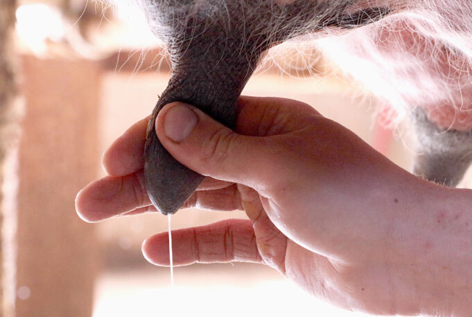 Ποιοί είναι οι κίνδυνοι από το απαστερίωτο γάλα? πρωτοσέλιδο - Ποιοί είναι οι κίνδυνοι από το απαστερίωτο γάλα?