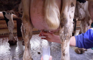 7 καλοί λόγοι για να παστεριώσω το γάλα μου πρωτοσέλιδο - 7 καλοί λόγοι για να παστεριώσω το γάλα μου