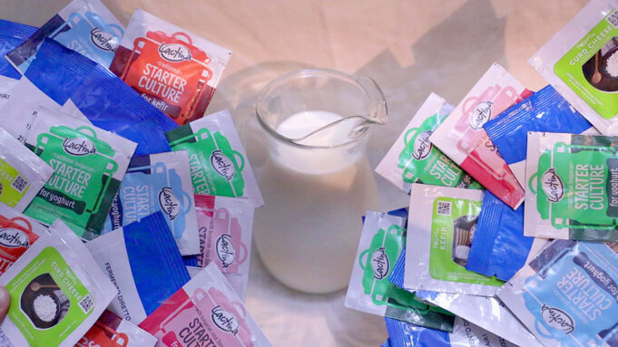 Μικροοργανισμοί Εκκινητές στα γαλακτοκομικά προϊόντα = Πρωτογενείς εκκινητές + Δευτερογενείς εκκινητές ΠΡΩΤΟΣΕΛΙΔΟ - Μικροοργανισμοί Εκκινητές στα γαλακτοκομικά προϊόντα = Πρωτογενείς εκκινητές + Δευτερογενείς εκκινητές