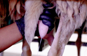 Πόσο ζημιά κάνει η παστερίωση στο γάλα? πρωτοσέλιδο - Πόσο ζημιά κάνει η παστερίωση στο γάλα?