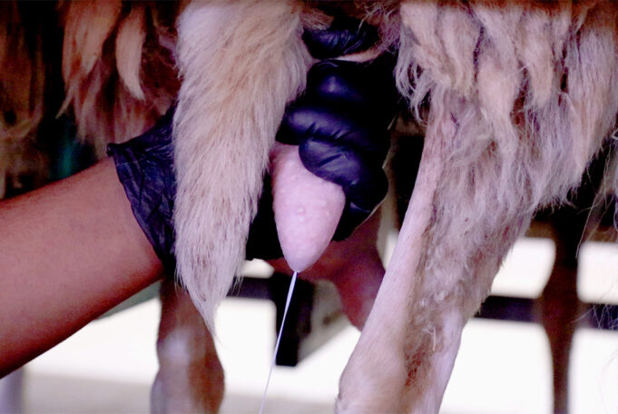 Πόσο ζημιά κάνει η παστερίωση στο γάλα? πρωτοσέλιδο - Πόσο ζημιά κάνει η παστερίωση στο γάλα?