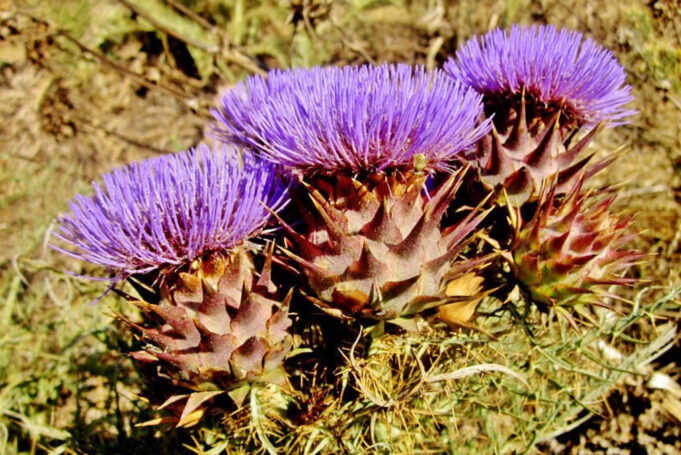 Όλα όσα θα θέλατε να ξέρετε για την πυτιά φυτικής προέλευσης πρωτοσέλιδο - Όλα όσα θα θέλατε να ξέρετε για την πυτιά φυτικής προέλευσης