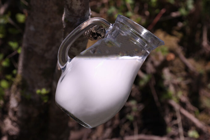 Πρωτόγαλα – Η τροφή των θεών πρωτοσέλιδο - Πρωτόγαλα – Η τροφή των θεών