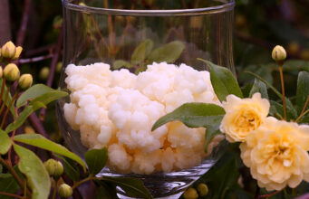 Τί είναι το κεφίρ? Ποιούς μικροοργανισμούς περιέχει? πρωτοσέλιδο - Τί είναι το κεφίρ? Ποιούς μικροοργανισμούς περιέχει?