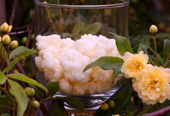 Τί είναι το κεφίρ? Ποιούς μικροοργανισμούς περιέχει? πρωτοσέλιδο - Τί είναι το κεφίρ? Ποιούς μικροοργανισμούς περιέχει?