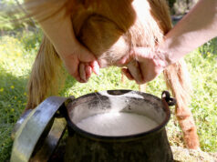 Κατσικίσιο γάλα – Πόσο καλά το ξέρουμε? πρωτοσέλιδο - Κατσικίσιο γάλα – Πόσο καλά το ξέρουμε?