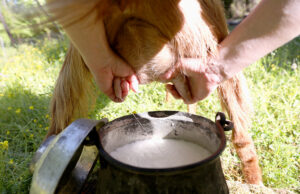 Κατσικίσιο γάλα – Πόσο καλά το ξέρουμε? πρωτοσέλιδο - Κατσικίσιο γάλα – Πόσο καλά το ξέρουμε?