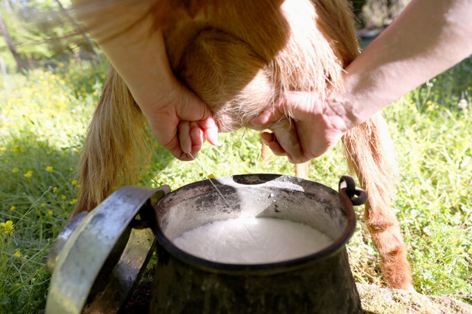 Κατσικίσιο γάλα – Πόσο καλά το ξέρουμε? πρωτοσέλιδο - Κατσικίσιο γάλα – Πόσο καλά το ξέρουμε?