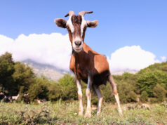 Φάρμα παρασκευής τυροκομικών προϊόντων – Τί φυλή αιγών να επιλέξω? πρωτοσέλιδο - Φάρμα παρασκευής τυροκομικών προϊόντων - Τί φυλή αιγών να επιλέξω?