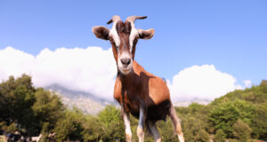 Φάρμα παρασκευής τυροκομικών προϊόντων – Τί φυλή αιγών να επιλέξω? πρωτοσέλιδο - Φάρμα παρασκευής τυροκομικών προϊόντων - Τί φυλή αιγών να επιλέξω?