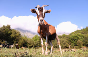 Φάρμα παρασκευής τυροκομικών προϊόντων – Τί φυλή αιγών να επιλέξω? πρωτοσέλιδο - Φάρμα παρασκευής τυροκομικών προϊόντων - Τί φυλή αιγών να επιλέξω?