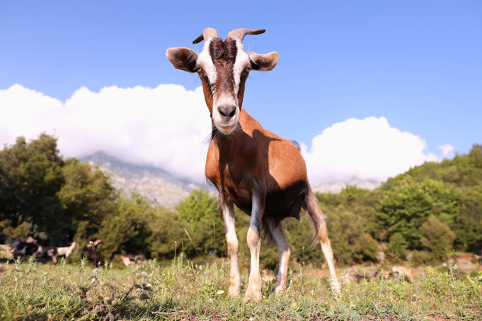 Φάρμα παρασκευής τυροκομικών προϊόντων – Τί φυλή αιγών να επιλέξω? πρωτοσέλιδο - Φάρμα παρασκευής τυροκομικών προϊόντων - Τί φυλή αιγών να επιλέξω?