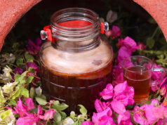 Βιοδραστικά συστατικά στο τσάι Κομπούτσα – Κομπούχα (Kombucha) πρωτοσέλιδο - Βιοδραστικά συστατικά στο τσάι Κομπούτσα – Κομπούχα (Kombucha)