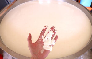 Φτιάχνω τυρί από υπερθερμασμένο γάλα – Πώς θα σώσω την παρτίδα? πρωτοσέλιδο - Τυρί από υπερθερμασμένο γάλα – Πώς θα σώσω την παρτίδα?