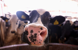 Ποιές είναι οι 8 γαλακτοπαραγωγικότερες φυλές αγελάδων στον κόσμο πρωτοσέλιδο - Ποιές είναι οι 8 γαλακτοπαραγωγικότερες φυλές αγελάδων στον κόσμο