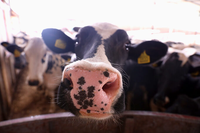 Ποιές είναι οι 8 γαλακτοπαραγωγικότερες φυλές αγελάδων στον κόσμο πρωτοσέλιδο - Ποιές είναι οι 8 γαλακτοπαραγωγικότερες φυλές αγελάδων στον κόσμο