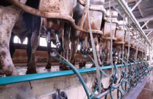 Πόσο γάλα μπορεί να παράξει μια αγελάδα γαλακτοπαραγωγής? πρωτοσέλιδο - Πόσο γάλα μπορεί να παράξει μια αγελάδα γαλακτοπαραγωγής?