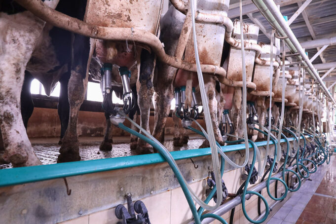 Πόσο γάλα μπορεί να παράξει μια αγελάδα γαλακτοπαραγωγής? πρωτοσέλιδο - Πόσο γάλα μπορεί να παράξει μια αγελάδα γαλακτοπαραγωγής?