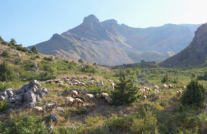 Τυρί έχω, …γάλα που θα βρώ? πρωτοσέλιδο - Τυρί έχω, …γάλα που θα βρώ?