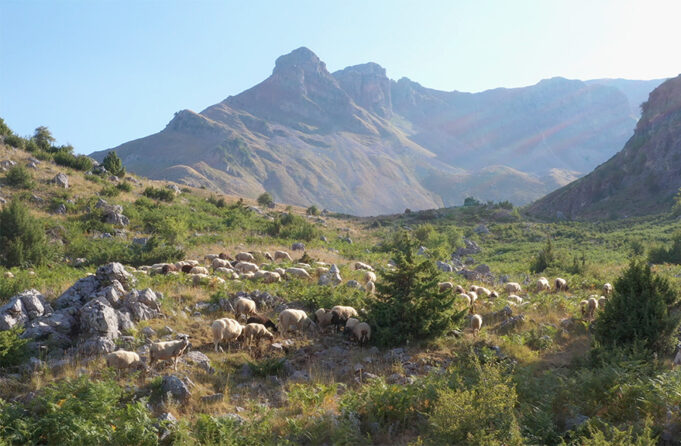 Τυρί έχω, …γάλα που θα βρώ? πρωτοσέλιδο - Τυρί έχω, …γάλα που θα βρώ?