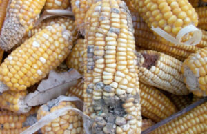 Υπάρχουν Μυκοτοξίνες και Αφλατοξίνες στα γαλακτοκομικά προϊόντα? Ποιός είναι ο ρόλος των ζωοτροφών? πρωτοσέλιδο, Υπάρχουν Μυκοτοξίνες και Αφλατοξίνες στα γαλακτοκομικά προϊόντα? Ποιός είναι ο ρόλος των ζωοτροφών?