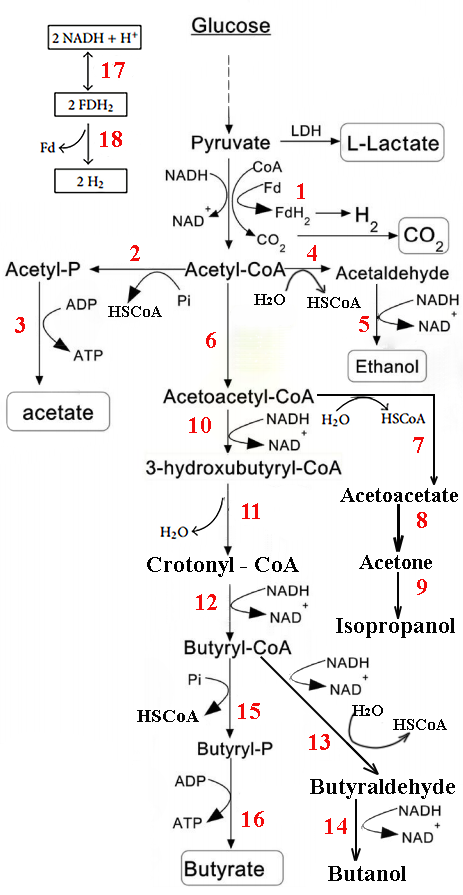 Βουτυρική Ζύμωση - Η 4η ζύμωση η οποία μάς ενδιαφέρει