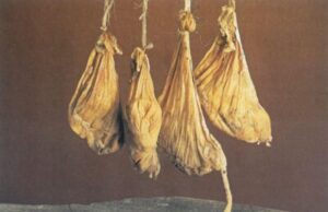 Όλα όσα πρέπει να ξέρω για την πυτιά ζωικής προέλευσης πρωτοσέλιδο - Όλα όσα πρέπει να ξέρω για την πυτιά ζωικής προέλευσης