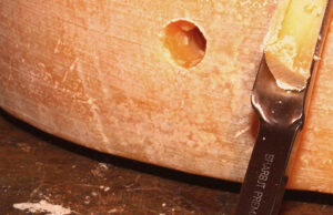 Tυροκλέφτης στην τυροκόμηση – Όταν ο κλέφτης είναι χρήσιμος! πρωτοσέλιδο, Tυροκλέφτης στην τυροκόμηση - Όταν ο κλέφτης είναι χρήσιμος!