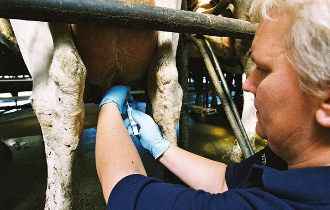 Πώς τα αντιβιοτικά στο γάλα μπορούν να καταστρέψουν την παραγωγή των γαλακτοκομικών προϊόντων! πρωτοσελιδο - Πώς τα αντιβιοτικά στο γάλα μπορούν να καταστρέψουν την παραγωγή των γαλακτοκομικών προϊόντων!