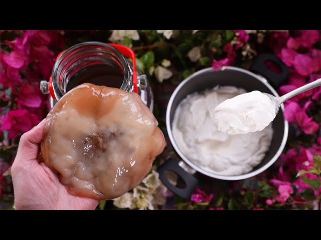 Φτιάχνω γιαούρτι με σκόμπι (scoby) κομπoύτσα – κομπούχα (kombucha) πρωτοσέλιδο - Φτιάχνω γιαούρτι με σκόμπι (scoby) κομπoύτσα – κομπούχα (kombucha)