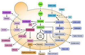 Τί είδους Γεύσεις και τί είδους Αρώματα δημιουργούνται από τους ζυμομύκητες κατά την αλκοολική ζύμωση? πρωτοσέλιδο - Τί είδους Γεύσεις και τί είδους Αρώματα δημιουργούνται από τους ζυμομύκητες κατά την αλκοολική ζύμωση?