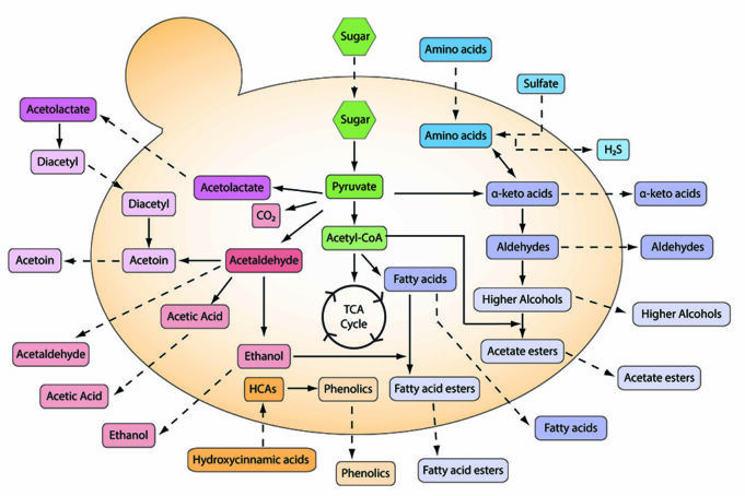 Τί είδους Γεύσεις και τί είδους Αρώματα δημιουργούνται από τους ζυμομύκητες κατά την αλκοολική ζύμωση? πρωτοσέλιδο - Τί είδους Γεύσεις και τί είδους Αρώματα δημιουργούνται από τους ζυμομύκητες κατά την αλκοολική ζύμωση?
