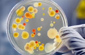 Ονοματολογία των μικροοργανισμών? Μα είναι τόσο εύκολο! πρωτοσέλιδο - Ονοματολογία των μικροοργανισμών? Μα είναι τόσο εύκολο!