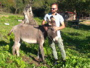 Από την αγάπη στα γαϊδουράκια έως την παραγωγή προϊόντων από γάλα όνου πρωτοσέλιδο - Από την αγάπη στα γαϊδουράκια έως την παραγωγή προϊόντων από γάλα όνου