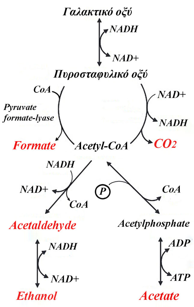 Γαλακτική Ζύμωση – Η 1η ζύμωση η οποία μάς ενδιαφέρει
