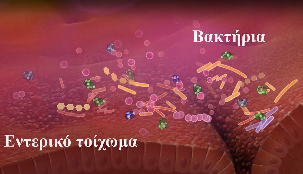 Η σύνθεση της Εντερικής Μικροχλωρίδας θα οδηγήσει στην Ευβίωση ή στην Δυσβίωση?