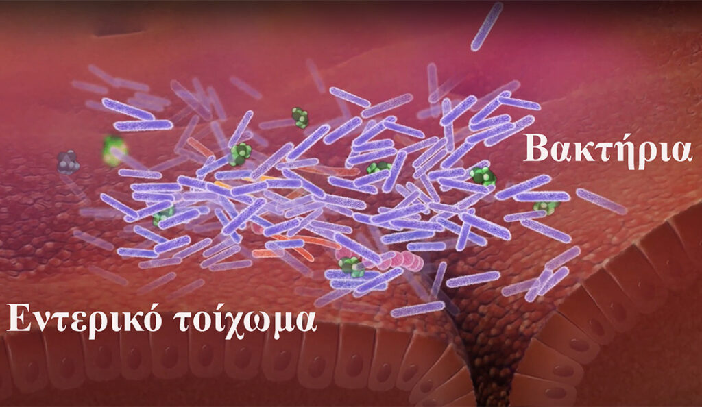 Η σύνθεση της Εντερικής Μικροχλωρίδας θα οδηγήσει στην Ευβίωση ή στην Δυσβίωση?