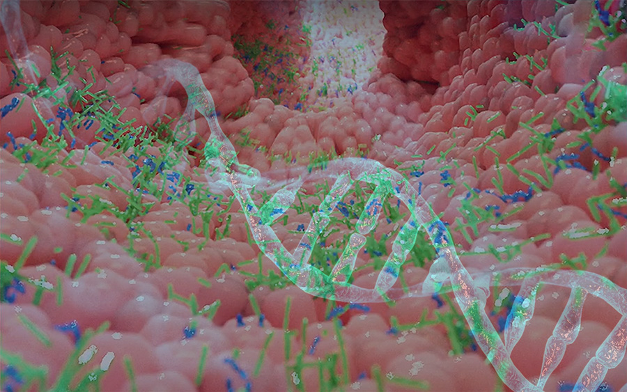 Η σύνθεση της Εντερικής Μικροχλωρίδας θα οδηγήσει στην Ευβίωση ή στην Δυσβίωση?