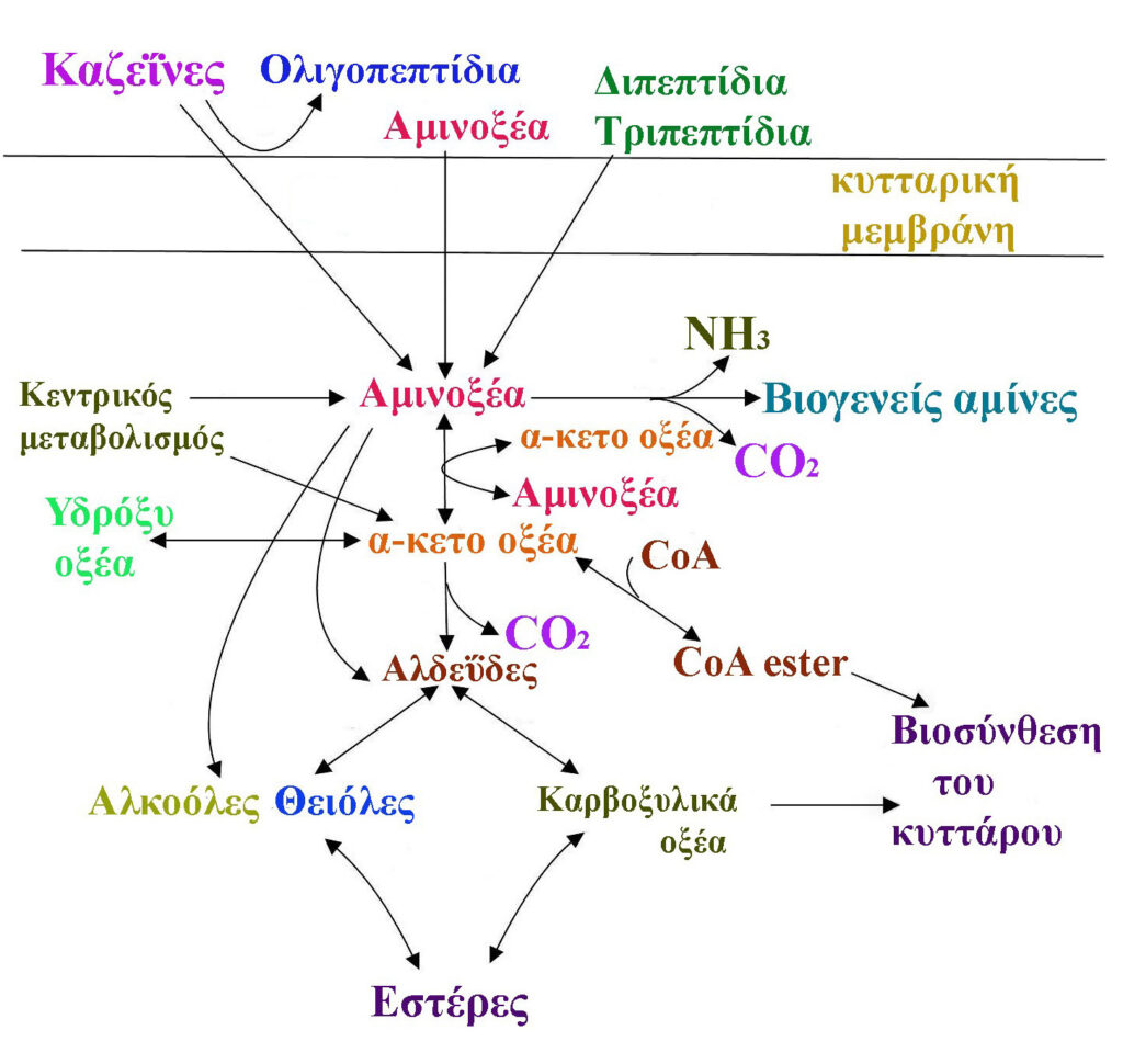 Φτιάχνω ένα μαλακό αλειφόμενο τυρί τύπου quark/quarg στην κουζίνα μου ή στο εργαστήριο μου χρησιμοποιώντας καλλιέργειες εκκίνησης DVS – Τί θα πρέπει να ξέρει ένας οικοτέχνης/οικοπαρασκευαστής?