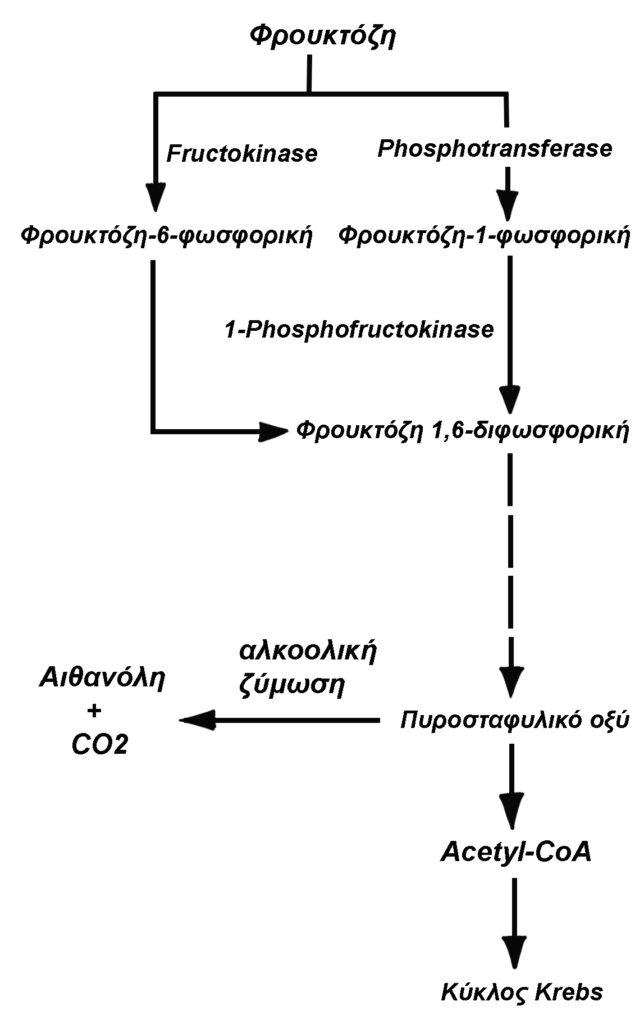Ζυμώσεις στο τσάι Κομπούτσα – Κομπούχα (Kombucha) – Τί θα πρέπει να ξέρω?