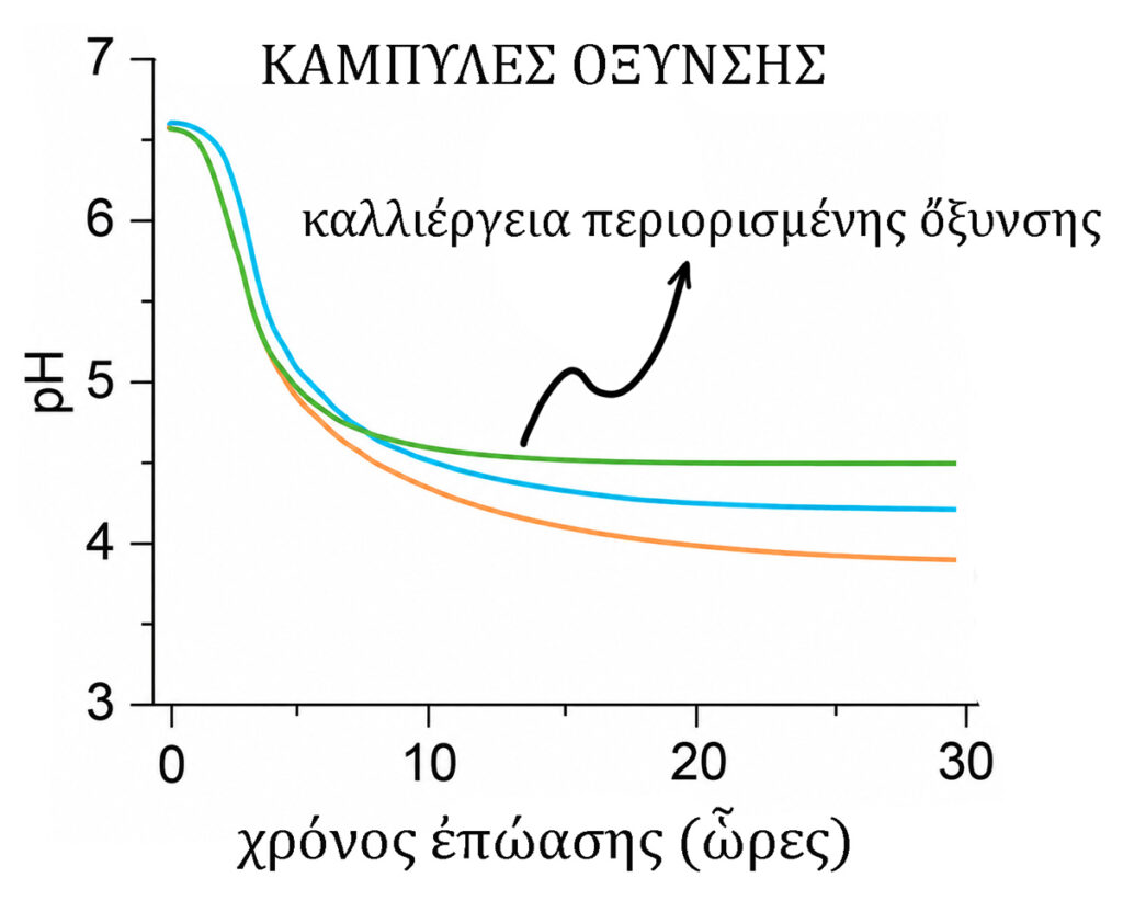 Φτιάχνω γιαούρτι Labneh μὲ τὸν παραδοσιακὸ τρόπο – Αὐτὴ εἶναι ἡ καλύτερη συνταγή γιὰ ἕνα ἐπιτυχημένο Labneh